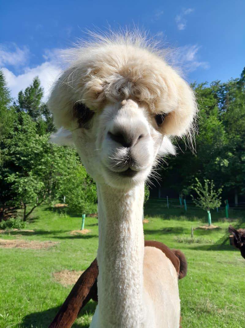 alpaka głowa pięknej alpaki