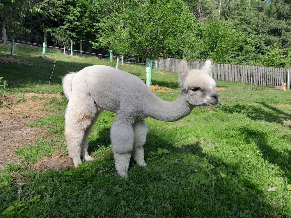 biała alpaka na trawniku