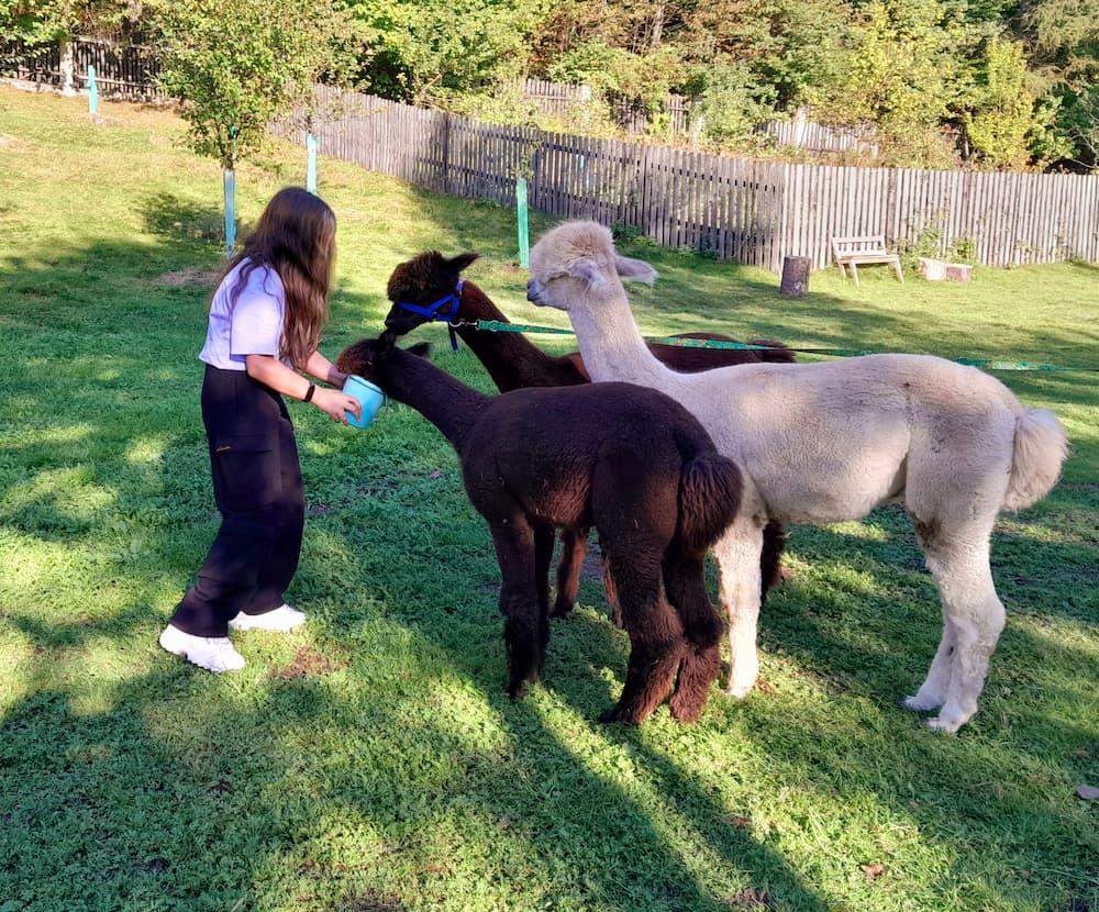 alpaki w ogrodzie sesja alpakoterapii